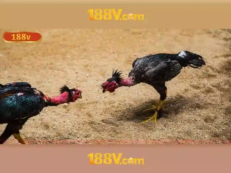 Trải nghiệm người dùng và cộng đồng phản hồi